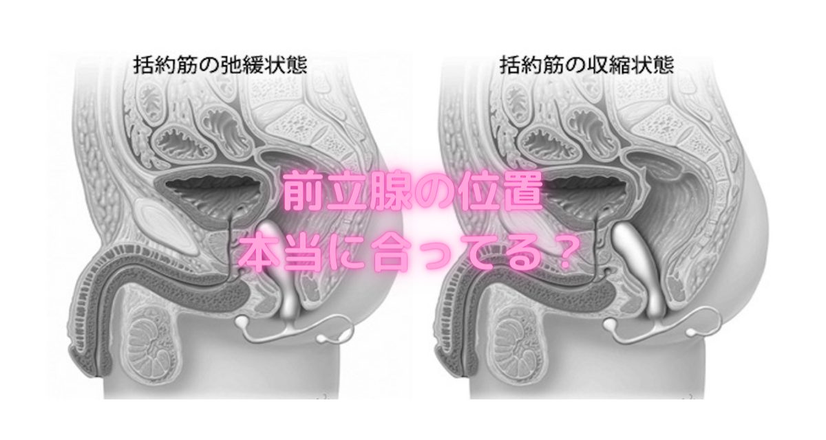 前立腺の位置